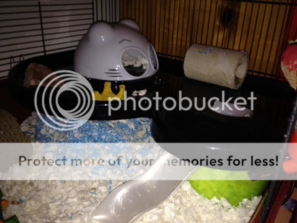 The Zooplus Alaska cage review. Hamster Central